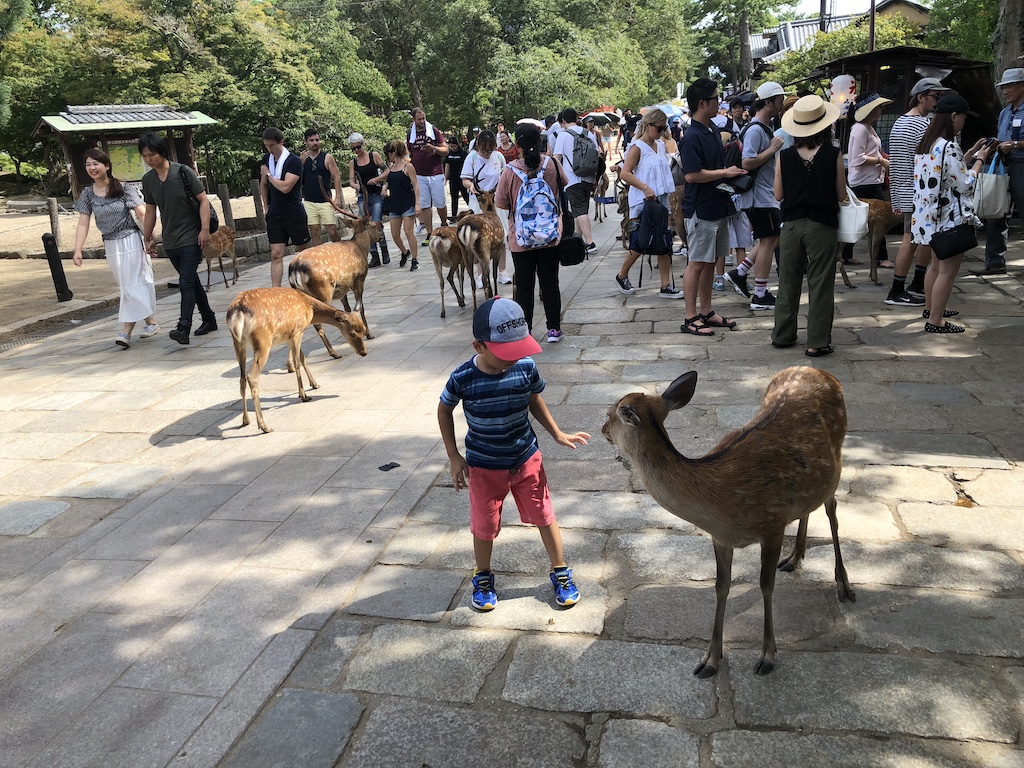 奈良東大寺：世界最大的木造建築 Todaiji Temple