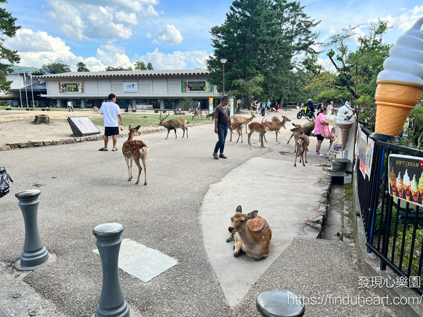 奈良東大寺：世界最大木造建築與神鹿共舞的日本之旅