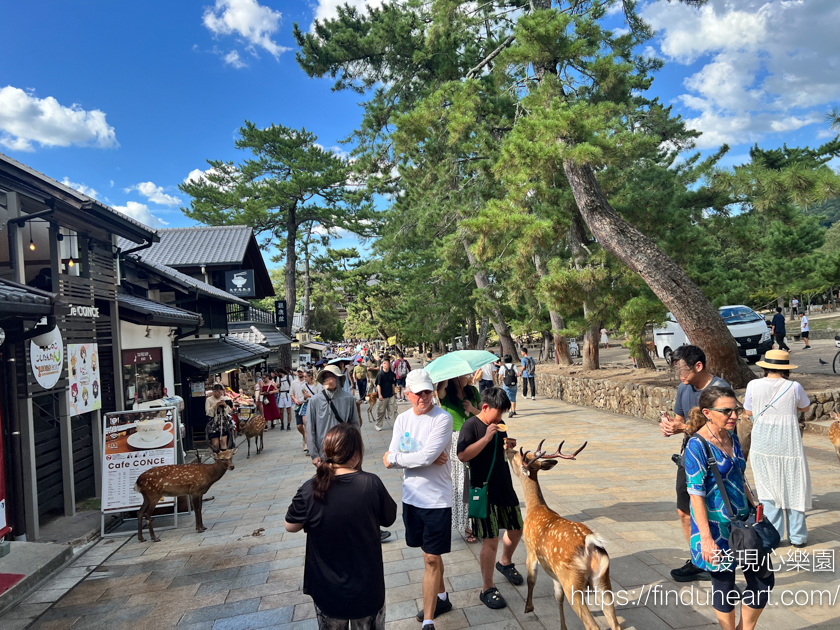 奈良東大寺：世界最大木造建築與神鹿共舞的日本之旅