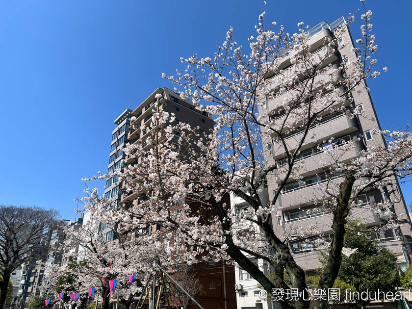 2025東京賞櫻景點推薦--隅田公園櫻花祭/墨堤さくらまつり（Sumida Park）
