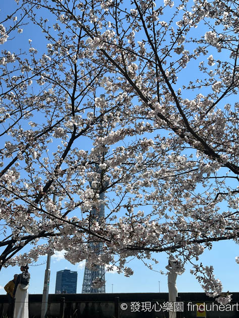 2025東京賞櫻景點推薦--隅田公園櫻花祭/墨堤さくらまつり（Sumida Park）