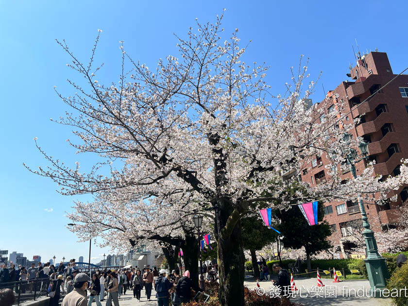 2025東京賞櫻景點推薦--隅田公園櫻花祭/墨堤さくらまつり（Sumida Park）