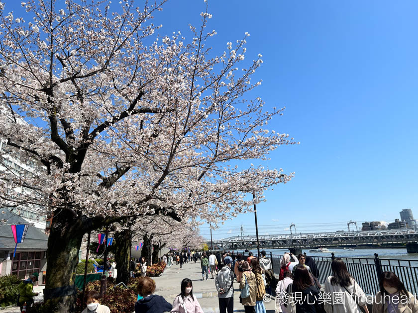 2025東京賞櫻景點推薦--隅田公園櫻花祭/墨堤さくらまつり（Sumida Park）