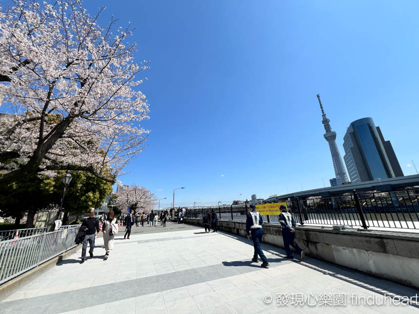 2025東京賞櫻景點推薦--隅田公園櫻花祭/墨堤さくらまつり（Sumida Park）