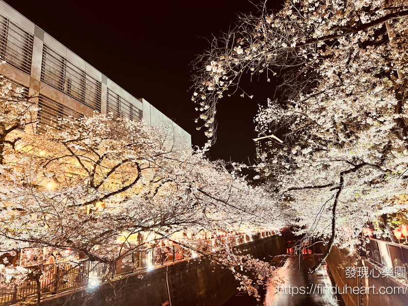 中目黑目黑川賞櫻，東京夜櫻必訪景點(2025夜櫻點燈時間公布)