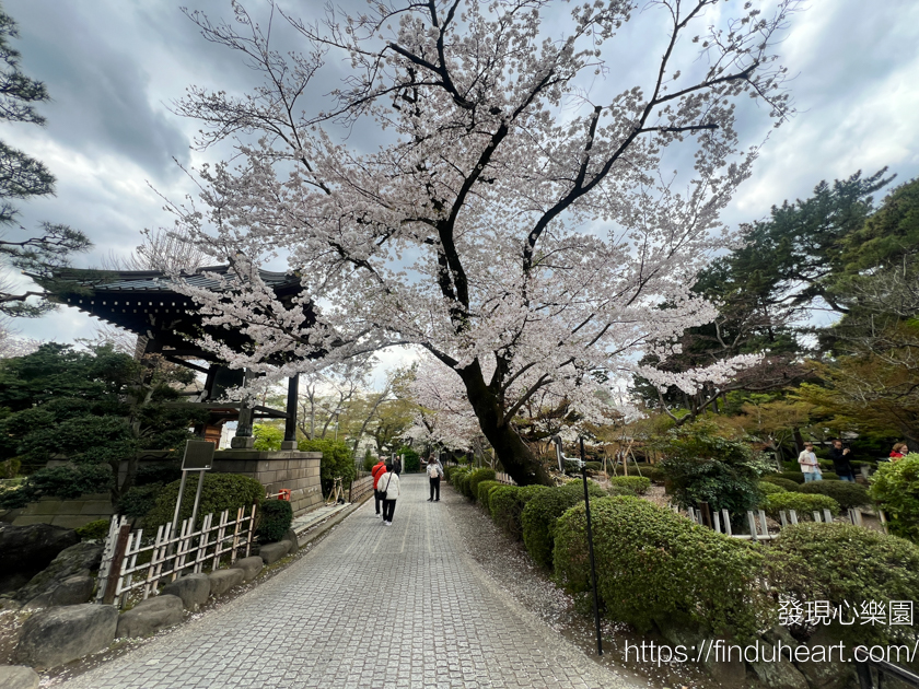 日本東京三大招財貓神社：世谷區豪德寺，除了招財還可以招福