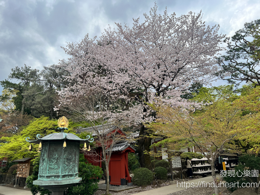 日本東京三大招財貓神社：世谷區豪德寺，除了招財還可以招福