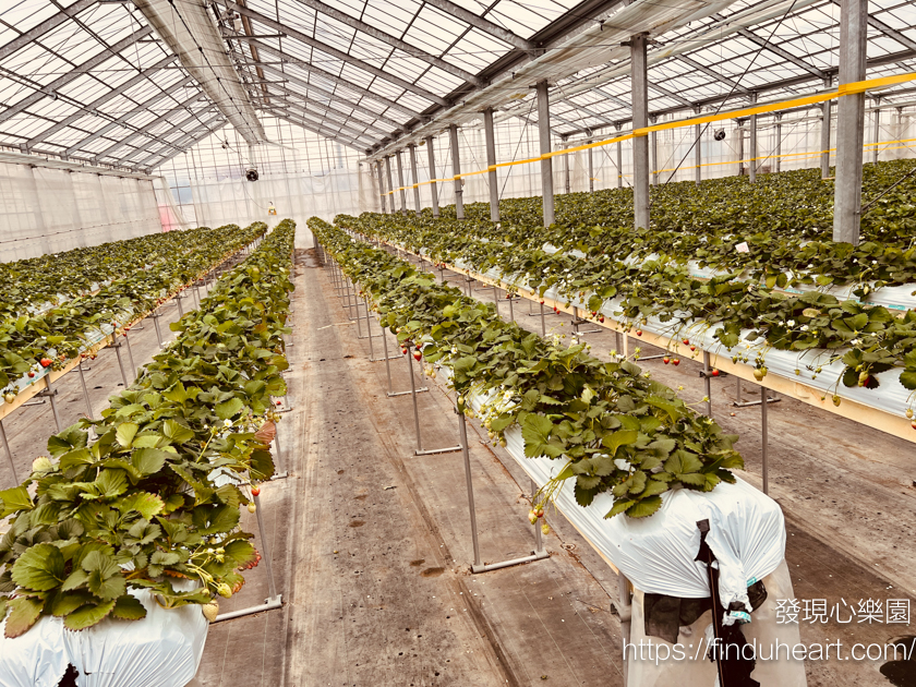 東京出發群馬巴士一日遊:松葉蟹吃到飽、滑雪場戲雪、採草莓,新宿出發免排隊 東京出發群馬巴士一日遊:松葉蟹吃到飽、滑雪場戲雪、採草莓,新宿出發免排隊