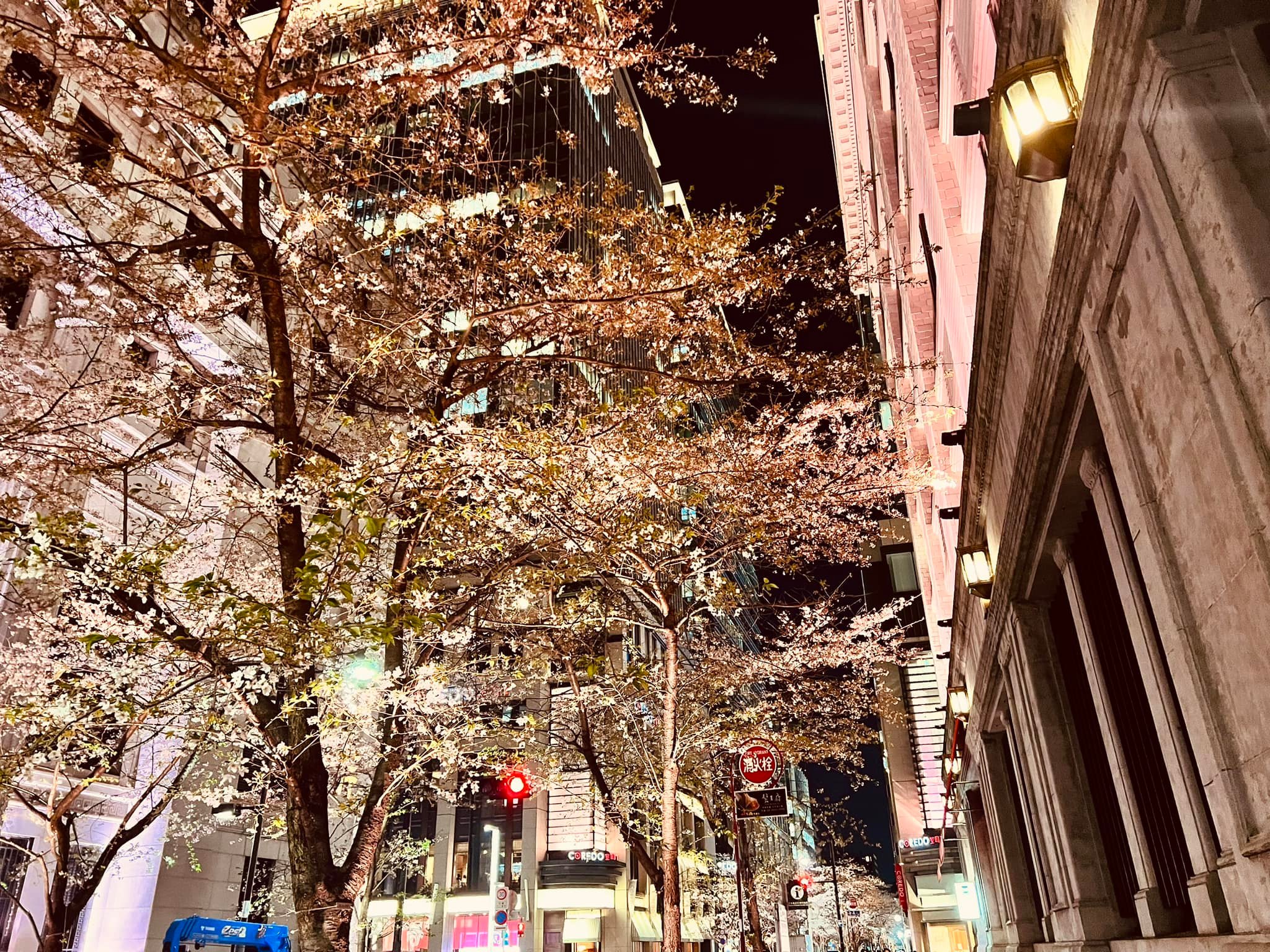 2026東京賞櫻推薦:日本橋江戶櫻花通,點亮百年建築的夢幻粉紅夜櫻 2026東京賞櫻推薦:日本橋江戶櫻花通,點亮百年建築的夢幻粉紅夜櫻