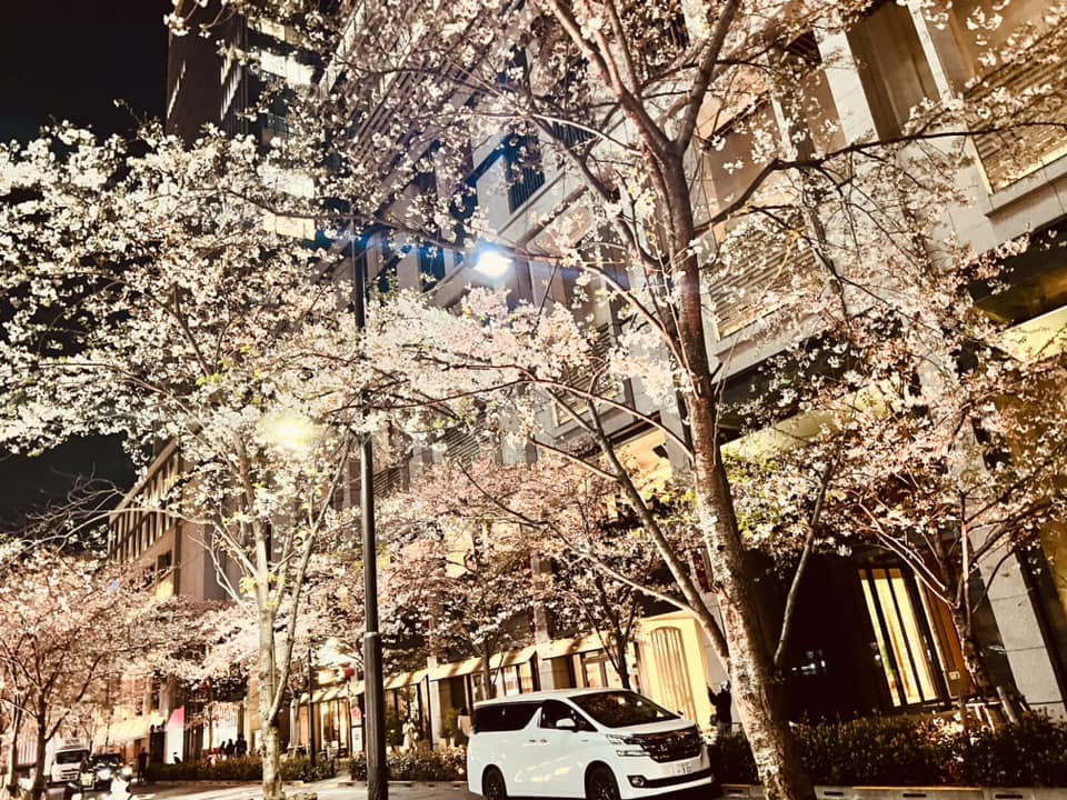 2026東京賞櫻推薦:日本橋江戶櫻花通,點亮百年建築的夢幻粉紅夜櫻 2026東京賞櫻推薦:日本橋江戶櫻花通,點亮百年建築的夢幻粉紅夜櫻