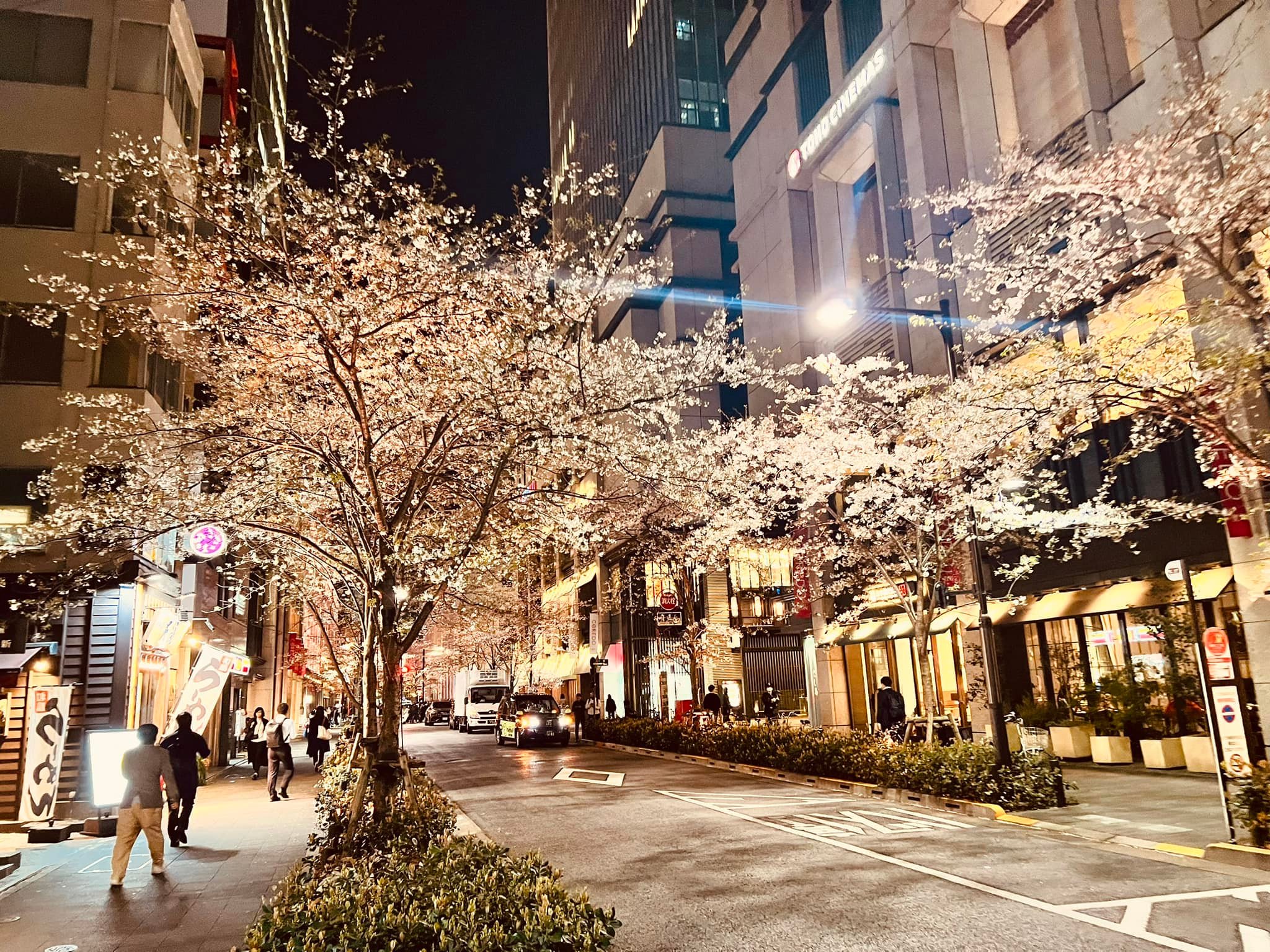 2026東京賞櫻推薦:日本橋江戶櫻花通,點亮百年建築的夢幻粉紅夜櫻 2026東京賞櫻推薦:日本橋江戶櫻花通,點亮百年建築的夢幻粉紅夜櫻