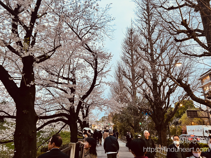 2026東京賞櫻必去:2026千代田櫻花祭,千鳥之淵夢幻夜櫻點燈與免排隊划船攻略 2026東京賞櫻必去:2026千代田櫻花祭,千鳥之淵夢幻夜櫻點燈與免排隊划船攻略