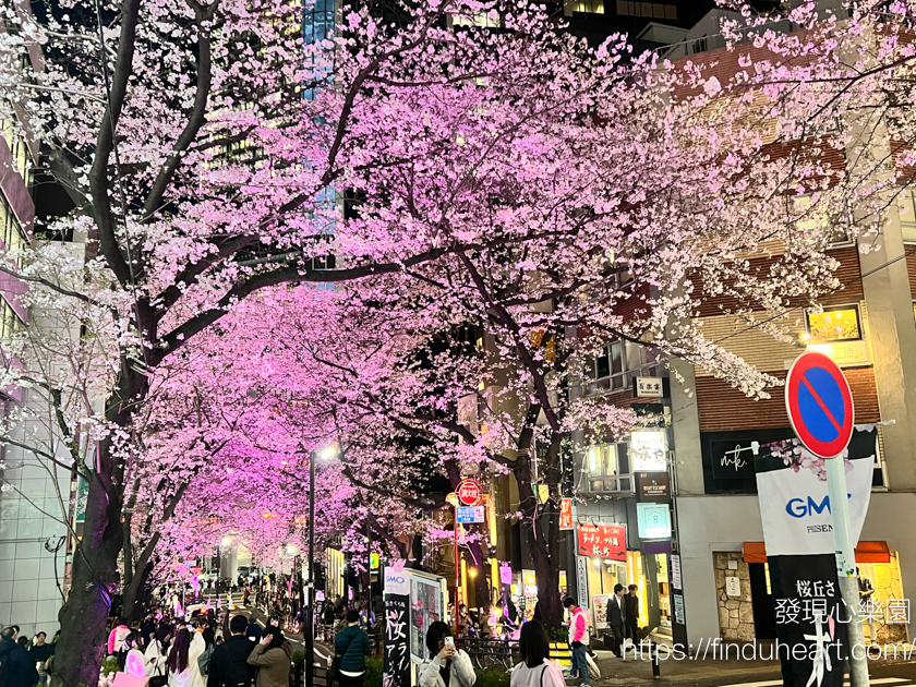 東京市區夜櫻景點推薦:2026澀谷櫻丘櫻花節,櫻花坂夜櫻點燈與粉紅燈籠海 東京市區夜櫻景點推薦:2026澀谷櫻丘櫻花節,櫻花坂夜櫻點燈與粉紅燈籠海