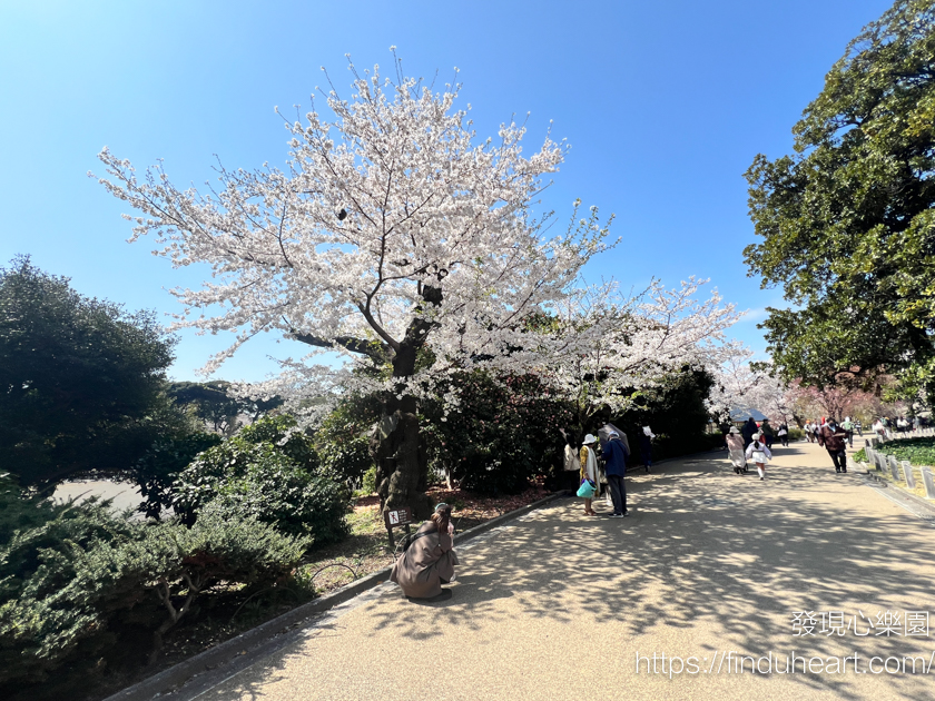 2026東京賞櫻首選!新宿御苑櫻花季預約教學,60種櫻花接力盛開,花期最長超好拍 2026東京賞櫻首選!新宿御苑櫻花季預約教學,60種櫻花接力盛開,花期最長超好拍