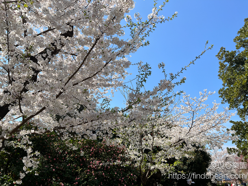 2026東京賞櫻首選!新宿御苑櫻花季預約教學,60種櫻花接力盛開,花期最長超好拍 2026東京賞櫻首選!新宿御苑櫻花季預約教學,60種櫻花接力盛開,花期最長超好拍