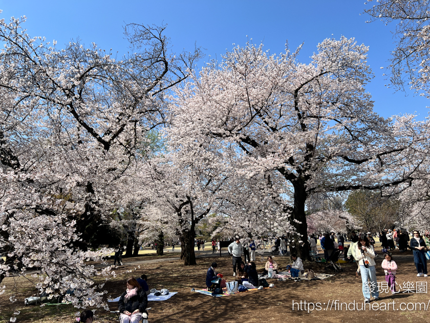 2026東京賞櫻首選!新宿御苑櫻花季預約教學,60種櫻花接力盛開,花期最長超好拍 2026東京賞櫻首選!新宿御苑櫻花季預約教學,60種櫻花接力盛開,花期最長超好拍