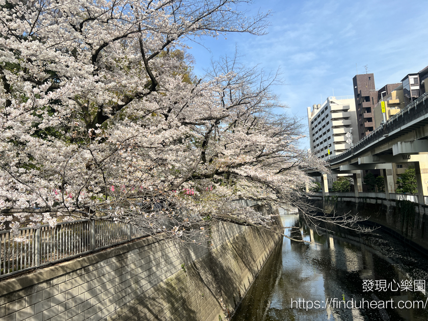 2026東京賞櫻秘境:神田川畔「江戶川公園」,避開人潮的粉色櫻花隧道 2026東京賞櫻秘境:神田川畔「江戶川公園」,避開人潮的粉色櫻花隧道