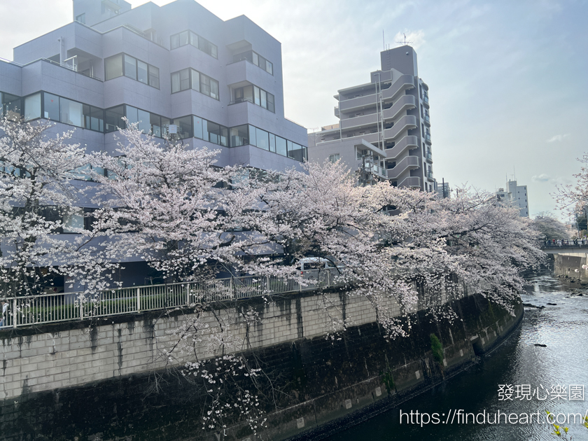 2026東京賞櫻秘境:神田川畔「江戶川公園」,避開人潮的粉色櫻花隧道 2026東京賞櫻秘境:神田川畔「江戶川公園」,避開人潮的粉色櫻花隧道