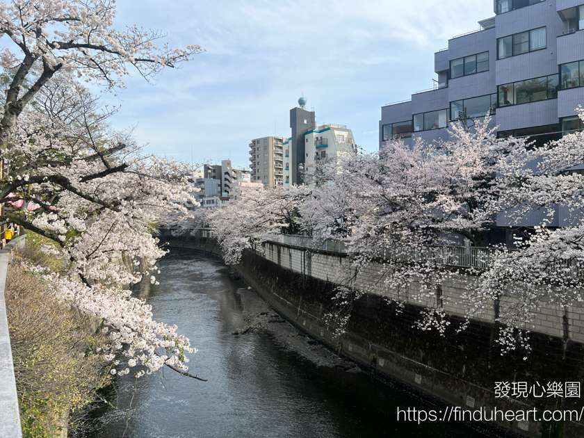 2026東京賞櫻秘境:神田川畔「江戶川公園」,避開人潮的粉色櫻花隧道 2026東京賞櫻秘境:神田川畔「江戶川公園」,避開人潮的粉色櫻花隧道