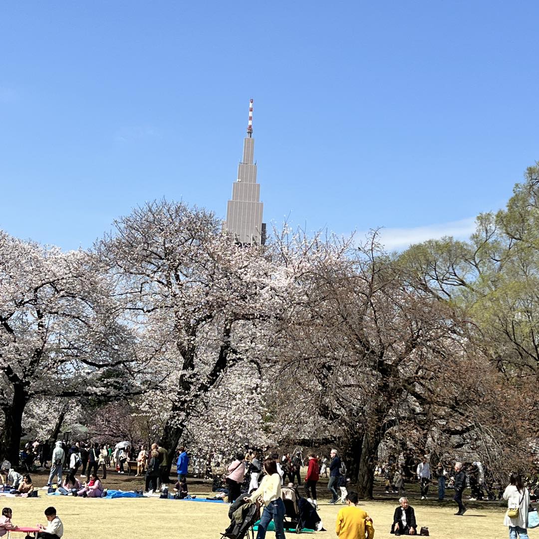 【2026日本櫻花】3/23最新滿開預測!東京、京都正式開花,四月晚鳥備案看這裡! 【2026日本櫻花】3/23最新滿開預測!東京、京都正式開花,四月晚鳥備案看這裡!