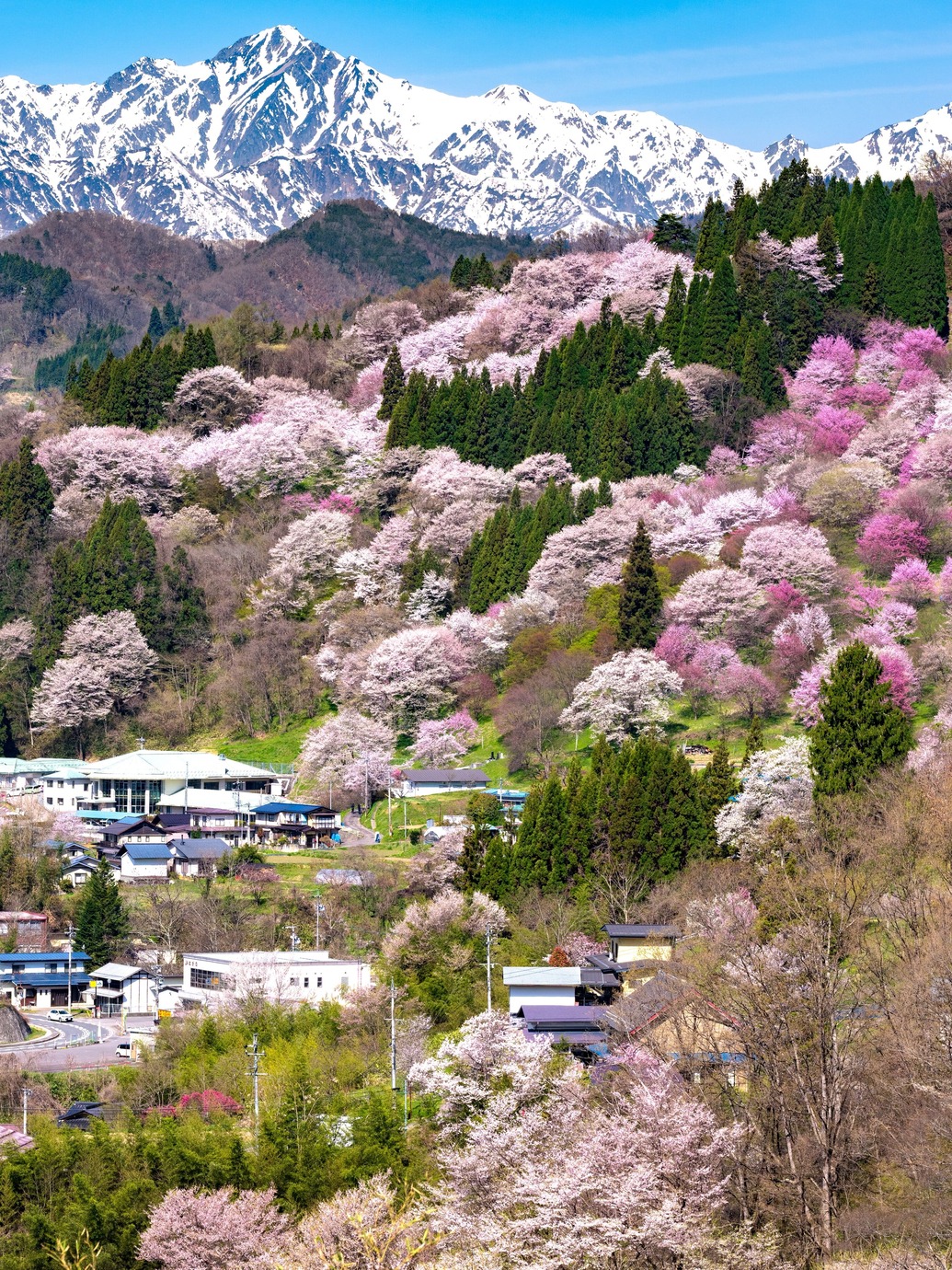 長野賞櫻秘境|櫻花與雪山夢幻同框!走進「日本最美村莊」小川村 長野賞櫻秘境|櫻花與雪山夢幻同框!走進「日本最美村莊」小川村